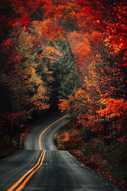 Autumn Road
